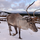 Image of a real live set of reindeer via Getty.